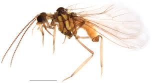 Attēlu rezultāti vaicājumam “Coniopterygidae”