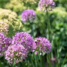 Attēlu rezultāti vaicājumam “Cenolophium denudatum leaf”