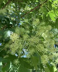 Attēlu rezultāti vaicājumam “Kalopanax septemlobus fruit”