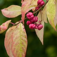 Attēlu rezultāti vaicājumam “Euonymus europaeus flower”