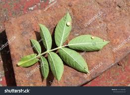 Attēlu rezultāti vaicājumam “Diplolepis eglanteriae”