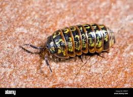 Attēlu rezultāti vaicājumam “Armadillidium pulchellum”