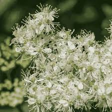 Attēlu rezultāti vaicājumam “Filipendula vulgaris fruit”
