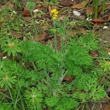Attēlu rezultāti vaicājumam “Chelidonium majus leaf”