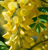 Image result for Laburnum anagyroides