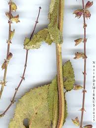 Attēlu rezultāti vaicājumam “Salvia nemorosa leaf”