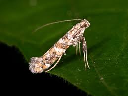 Attēlu rezultāti vaicājumam “Gracillaria syringella imago”