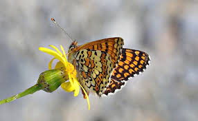 Attēlu rezultāti vaicājumam “Melitaea cinxia upperside”