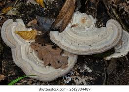 Attēlu rezultāti vaicājumam “Lycogala irregulare young”