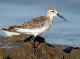 Attēlu rezultāti vaicājumam “Calidris ferruginea adult”