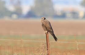 Image result for Falcons Black