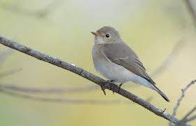 Attēlu rezultāti vaicājumam “Ficedula hypoleuca”