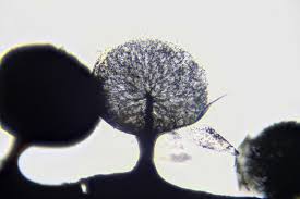 Attēlu rezultāti vaicājumam “Lamproderma pulchellum macro”