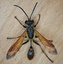 Attēlu rezultāti vaicājumam “Hymenoptera”