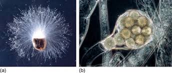 Attēlu rezultāti vaicājumam “Symphytocarpus trechisporus plasmodium”