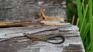 Attēlu rezultāti vaicājumam “Lacerta vivipara juvenile”