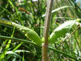 Attēlu rezultāti vaicājumam “Stachys palustris bud”