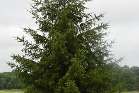 Attēlu rezultāti vaicājumam “Picea”