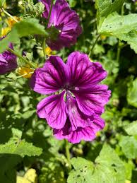 Image result for Malva sylvestris var. mauritiana
