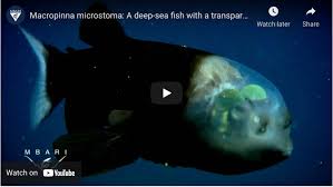 Attēlu rezultāti vaicājumam “Microstoma protracta”