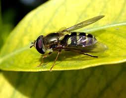 Attēlu rezultāti vaicājumam “Syrphus sp.”