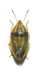 Attēlu rezultāti vaicājumam “Aelia acuminata”