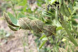 Attēlu rezultāti vaicājumam “Uromyces dactylidis”