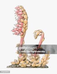 Attēlu rezultāti vaicājumam “Lathraea squamaria bud”