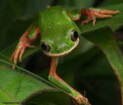 Attēlu rezultāti vaicājumam “Cephaloziella elachista”