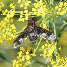 Attēlu rezultāti vaicājumam “Bombyliidae”