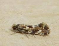 Attēlu rezultāti vaicājumam “Nemapogon cloacella”