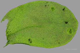 Attēlu rezultāti vaicājumam “Homalia trichomanoides”