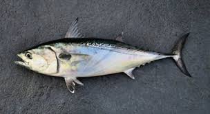 Image result for Euthynnus alletteratus