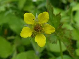 Attēlu rezultāti vaicājumam “Geum urbanum leaf”