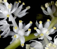 Attēlu rezultāti vaicājumam “Maianthemum bifolium bud”