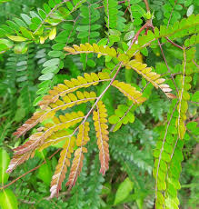 Attēlu rezultāti vaicājumam “Gleditsia triacanthos leaf”