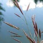 Attēlu rezultāti vaicājumam “Bromopsis inermis fruit”