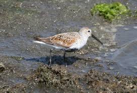 Attēlu rezultāti vaicājumam “Calidris alpina adult”