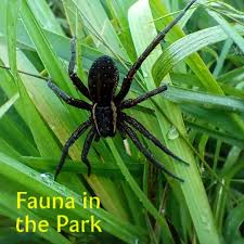 Attēlu rezultāti vaicājumam “Dolomedes fimbriatus”