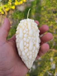 Attēlu rezultāti vaicājumam “Galium schultesii fruit”