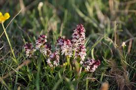 Attēlu rezultāti vaicājumam “Orchis ustulata flower”