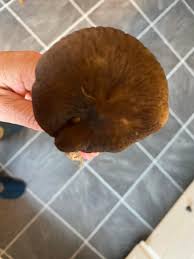 Attēlu rezultāti vaicājumam “Lignydium muscorum spores”