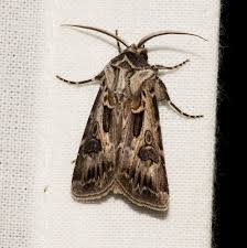 Attēlu rezultāti vaicājumam “Agrotis vestigialis”