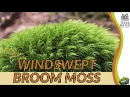 Attēlu rezultāti vaicājumam “Dicranum scoparium”