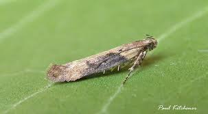 Attēlu rezultāti vaicājumam “Semioscopis avellanella imago”