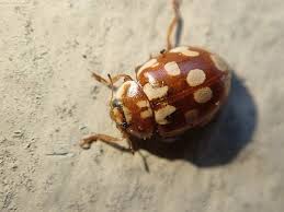 Attēlu rezultāti vaicājumam “Myrrha octodecimguttata”