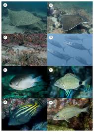 Image result for Myliobatis freminvillei