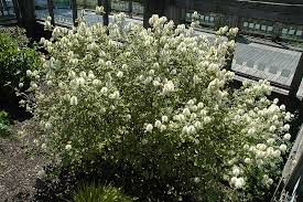 Attēlu rezultāti vaicājumam “Fothergilla major”
