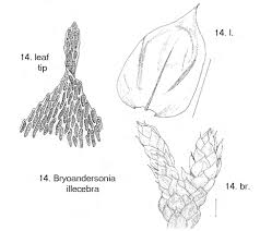 Attēlu rezultāti vaicājumam “Anomodon viticulosus sporophyte”