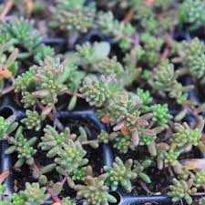 Attēlu rezultāti vaicājumam “Sedum album”